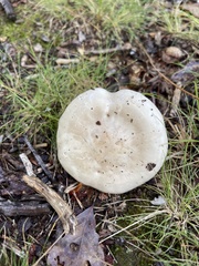 Lactifluus piperatus