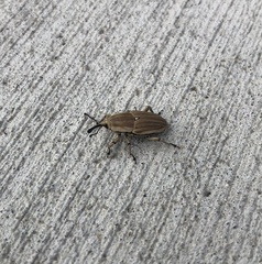 Sphenophorus aequalis