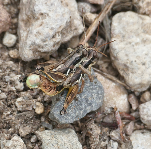 Melanoplus femurnigrum photo 4