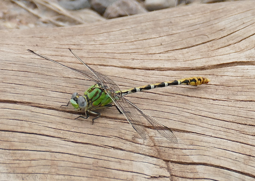Dashed Ringtail photo 4