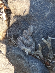 Crotalus pyrrhus