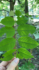 Phellodendron amurense