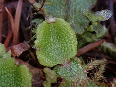 Conocephalum conicum