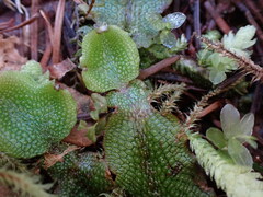 Conocephalum conicum