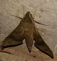 Xylophanes germen