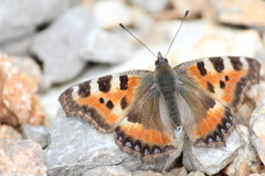 Aglais urticae chinensis