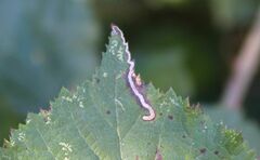 Stigmella aurella
