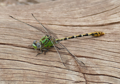 Erpetogomphus heterodon