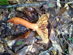 Laccaria bicolor