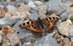 Aglais urticae chinensis