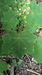 Kalopanax septemlobus