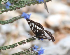 Limenitis cottini