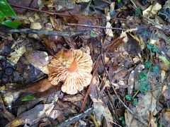 Laccaria bicolor