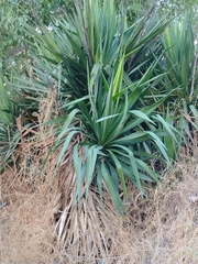 Yucca gloriosa