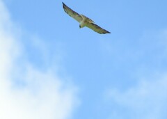 Buteo brachyurus