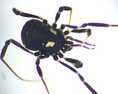 Nemastoma bimaculatum