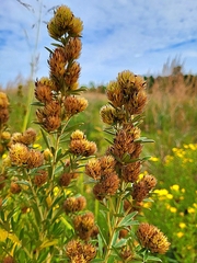 Lespedeza capitata