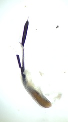 Nemastoma bimaculatum