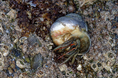 Clibanarius erythropus