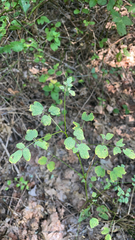 Thalictrum pubescens
