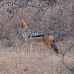 Lupulella mesomelas mesomelas