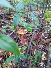 Laccaria bicolor