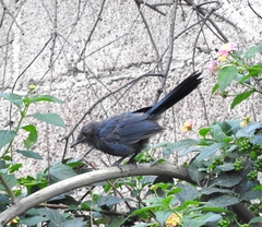 Melanotis caerulescens
