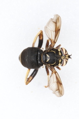 Spilomyia fusca