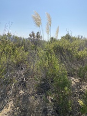 Cortaderia selloana