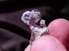 Lobaria hallii