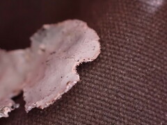 Lobaria hallii
