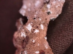 Lobaria hallii
