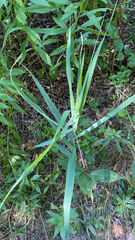 Maytenus boaria