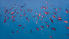 Chromis chromis
