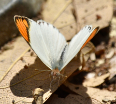 Colotis evenina