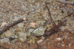 Aporia delavayi