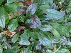 Ajuga reptans