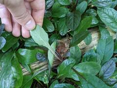 Ajuga reptans