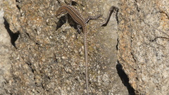 Podarcis guadarramae