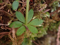 Galium triflorum