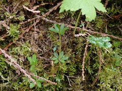 Galium triflorum
