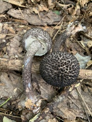 Strobilomyces