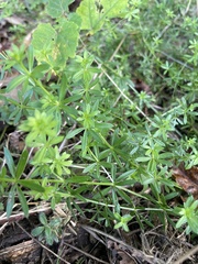 Galium