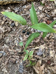 Polygonatum