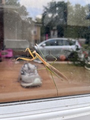 Tenodera angustipennis