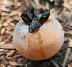 Diospyros virginiana