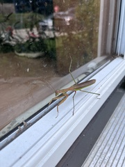 Tenodera angustipennis