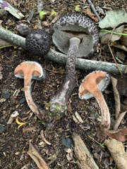 Strobilomyces