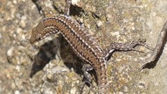 Podarcis guadarramae