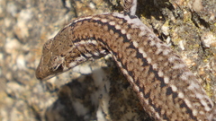 Podarcis guadarramae